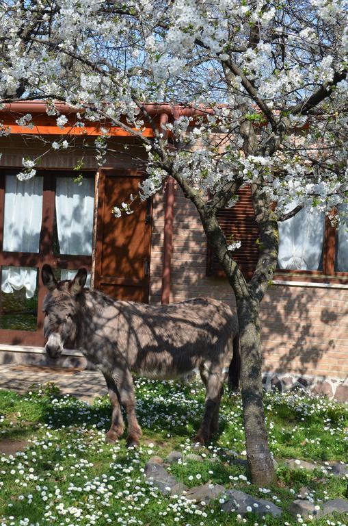 Tenuta Colle Mattia Colonna Kültér fotó